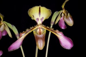 Paphiopedilum tigrinum Huntington's Crouching Tiger AM/AOS 87 pts.